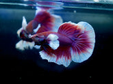 Dumbo Lavender Butterfly Over Halfmoon - Live Aquarium Male Betta Fish